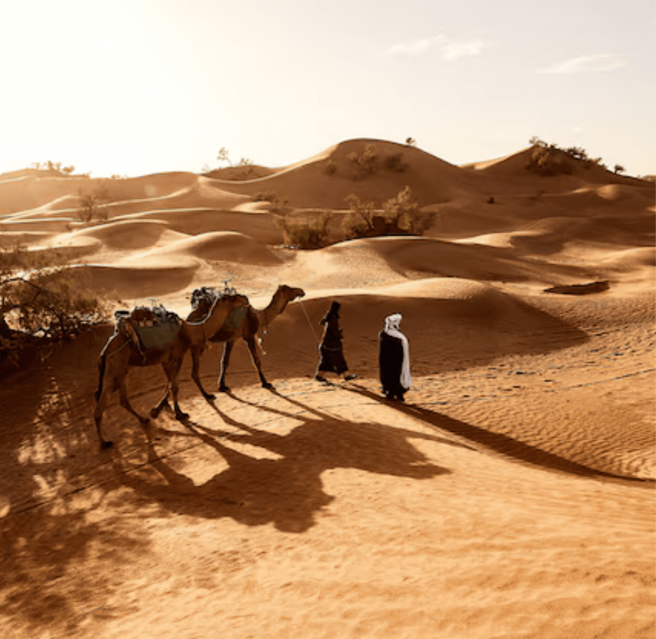 Sahara tours - 2025-08-05T133728.075