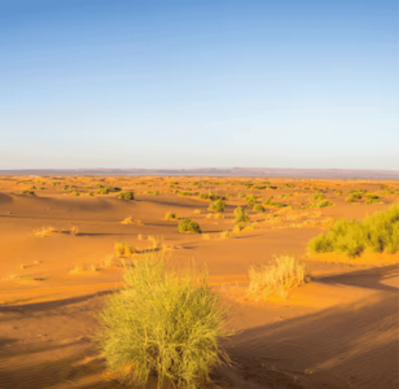 Sahara tours - 2025-08-05T153857.271