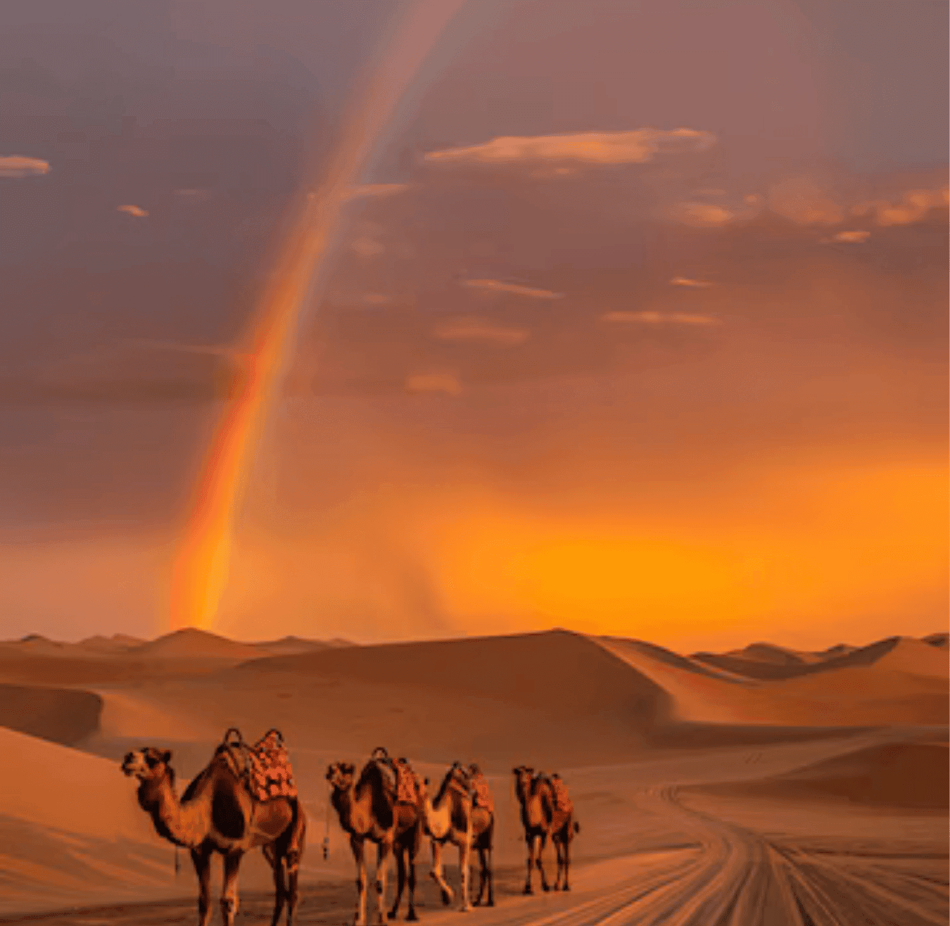 Sahara tours - 2025-08-05T154002.385
