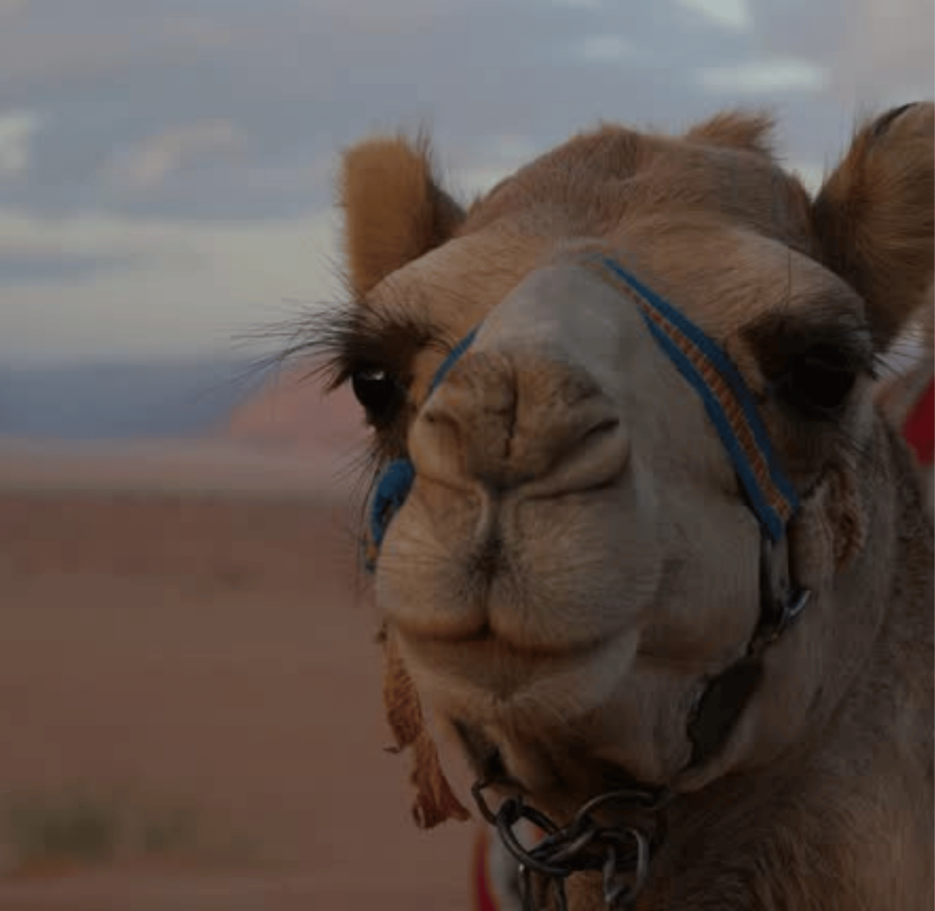 Sahara tours - 2025-08-05T192104.255