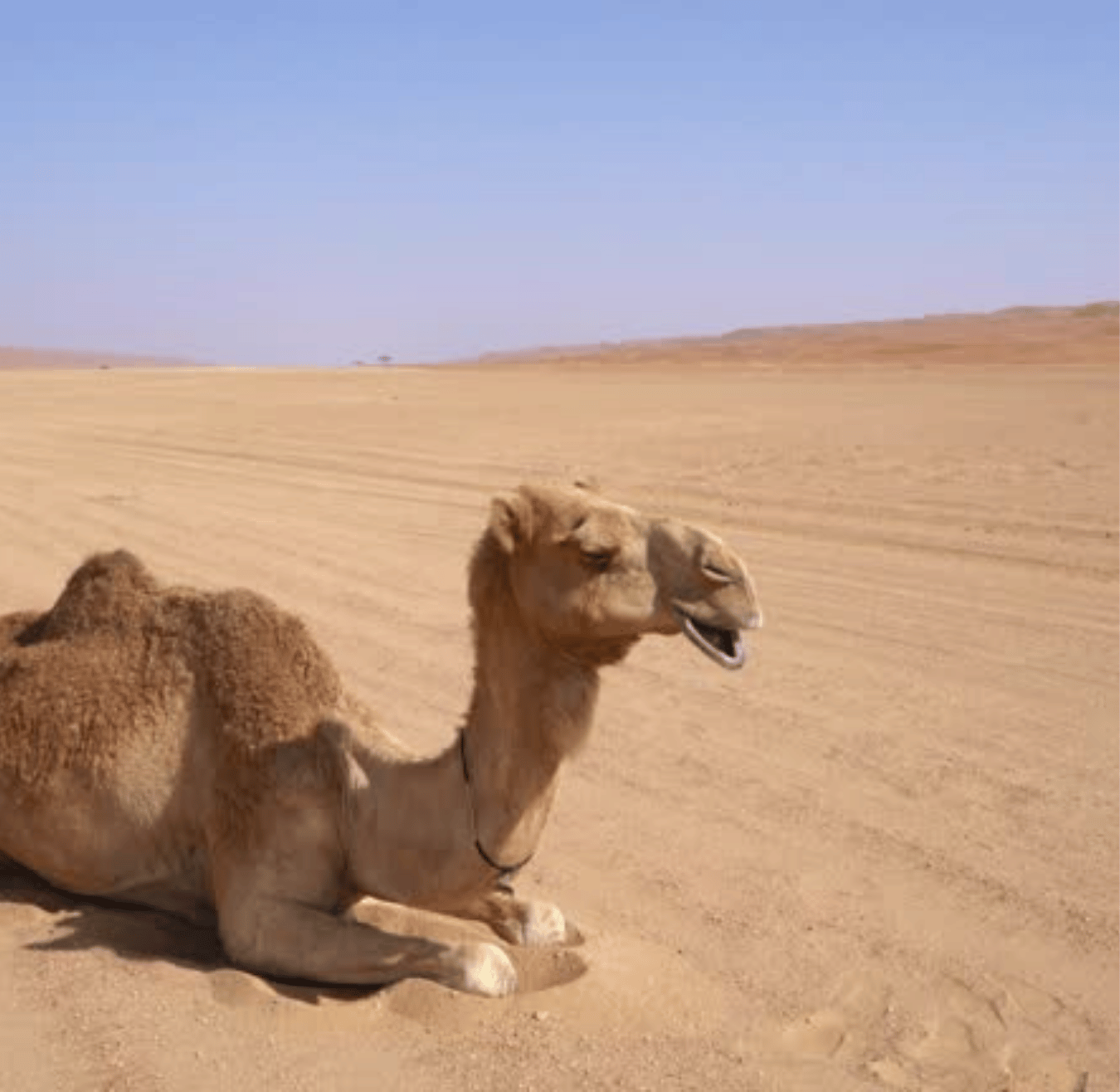 Sahara tours - 2025-08-05T192119.496