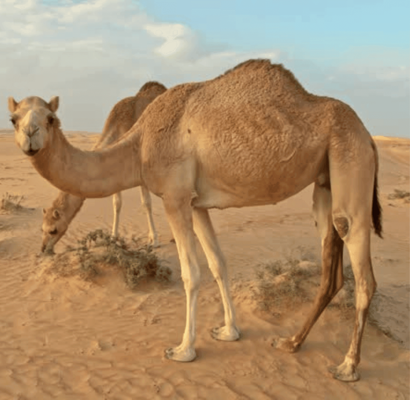 Sahara tours - 2025-08-05T192936.377