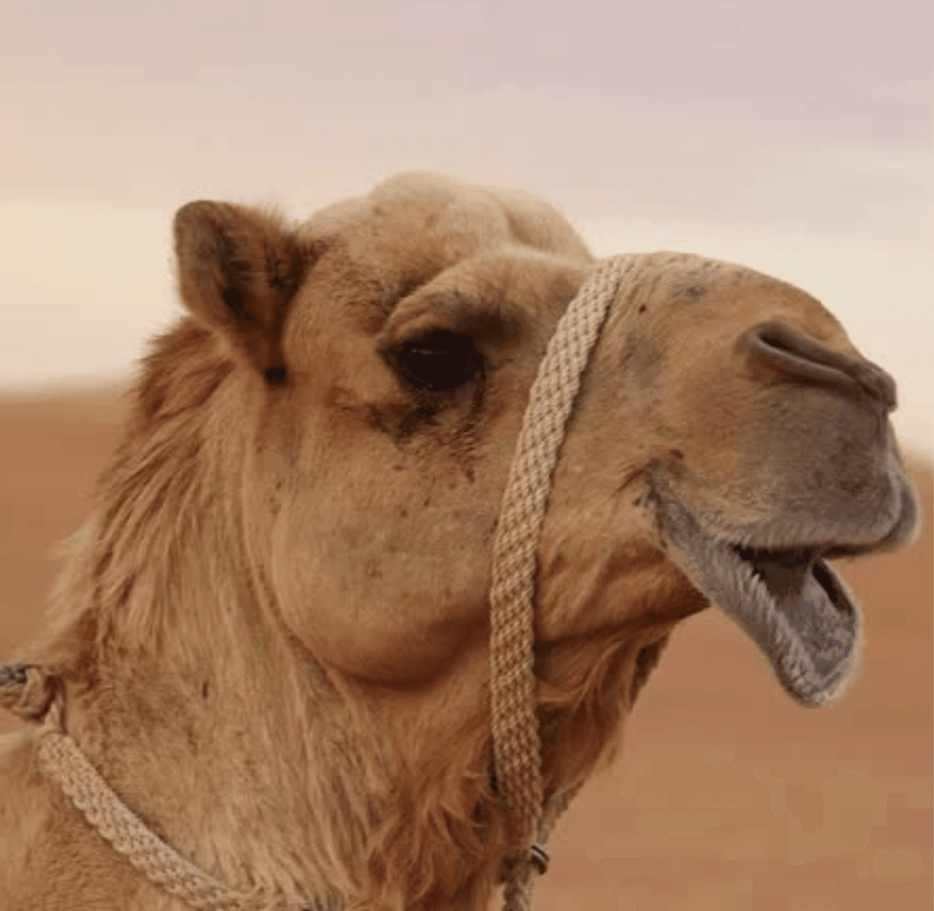 Sahara tours - 2025-08-05T192954.648